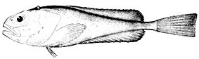 Cottunculus thomsonii_claves.jpg
